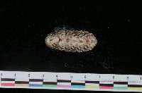 藏品(大駝石鱉)的圖片